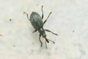 Thumbnail 423560 B