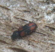 Thumbnail 423606 A