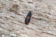 Thumbnail 423606 B