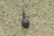 Thumbnail 423618 B