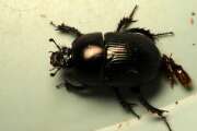 Thumbnail 423697 A