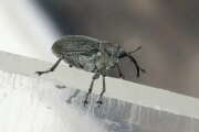 Thumbnail 423705 A
