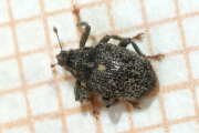 Thumbnail 423707 B