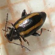 Thumbnail 423709 A