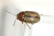 Thumbnail 423715 B