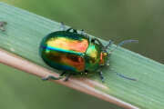 Thumbnail 423716 A