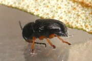 Thumbnail 423725 B