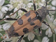 Thumbnail 423745 B