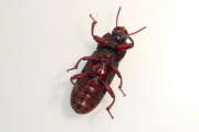 Thumbnail 423772 B
