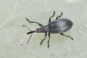 Thumbnail 423841 B