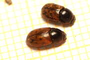 Thumbnail 423892 B