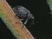 Thumbnail 423941 A