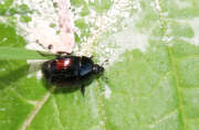 Thumbnail 423973 B