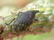 Thumbnail 423976 B