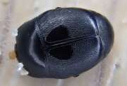 Thumbnail 424302 A