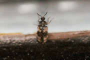 Thumbnail 424459 B