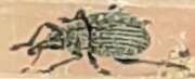 Thumbnail 424535 B