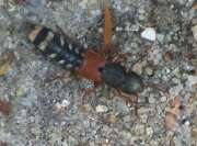 Thumbnail 424536 B