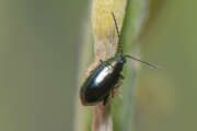 Thumbnail 424607 A