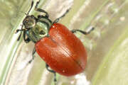 Thumbnail 424652 B
