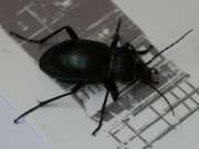 Thumbnail 424671 B