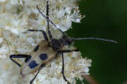 Thumbnail 424686 A
