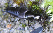 Thumbnail 424735 B