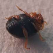 Thumbnail 424903 C