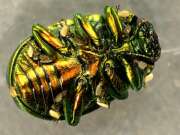Thumbnail 424967 B