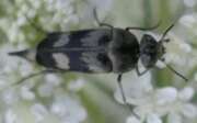 Thumbnail 425203 A