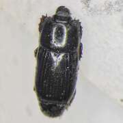 Thumbnail 425335 B