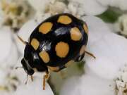 Thumbnail 425403 A