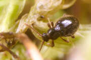 Thumbnail 425437 B