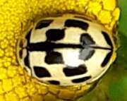 Thumbnail 425460 B
