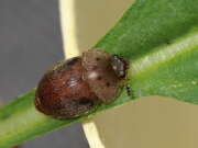 Thumbnail 425507 B