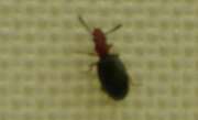 Thumbnail 425515 A