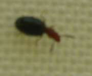 Thumbnail 425515 B