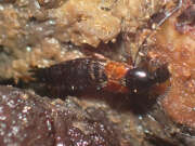 Thumbnail 425525 B