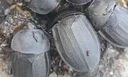 Thumbnail 425614 B