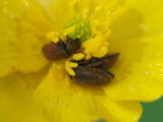 Thumbnail 425624 B
