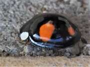Thumbnail 425645 C