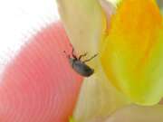 Thumbnail 425707 B
