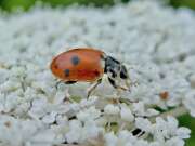 Thumbnail 425708 B