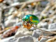 Thumbnail 425717 B