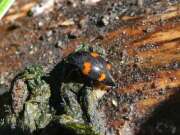 Thumbnail 425718 B