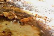 Thumbnail 425719 B