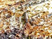 Thumbnail 425720 B
