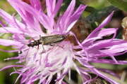 Thumbnail 425737 B