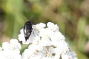 Thumbnail 425738 A