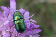Thumbnail 425740 B